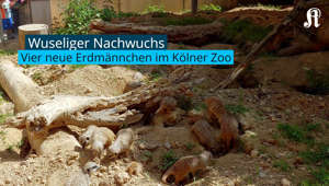 Erdmännchen-Nachwuchs im Kölner Zoo