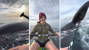 Kayakers get surrounded by breaching whales in jaw-dropping moment