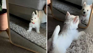 Adorable Westie puppy discovers her reflection for the first time