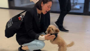 Excitement was in the air and on the ground when a lovely, enthusiastic Toy Poodle pup finally reunited with his human mom.The delightful footage features the said doggo rushing to the returnee, Hiu Kwan Chung, and expressing his affection through endearing antics, showcasing how much he missed her. The joy of having all his family together has the furry cutie wagging his tail faster than a malfunctioning wiper. "I came back from my work trip and was picked up by my partner and our dog," the filmer shared with WooGlobe. "The dog is always extremely excited to see me because he never feels complete when the pack is not together!"Location: Amsterdam, The Netherlands WooGlobe Ref : WGA577901For licensing and to use this video, please email licensing@wooglobe.com