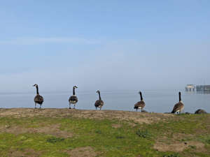 Canadian Geese are pictured at the Ferry Point Picnic Area in Martinez.
