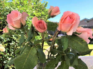 Long stemmed pink roses.