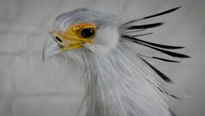These Secretary Birds Are Called ‘Stompers’ For a Reason