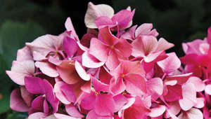 How to Prune Every Type of Hydrangea (and When to Do It)