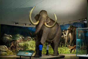 Children check out the Columbian mammoth in La Brea Tar Pits Museum’s new interactive and hands-on Mammoths and Mastodons exhibit in Los Angeles on Wednesday, December 19, 2018. Admission to the Tar Pits, George Page Museum and the Museum of Natural History is scheduled to go up. But the increase must be approved by the Board of Supervisors. A vote is expected on Tuesday, May 23, 2023.