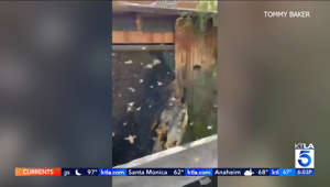 Video shows dog attacked by swarm of bees in Southern California