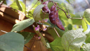How to Plant and Grow Purple Hyacinth Bean Vine