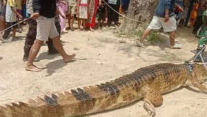 Enorme cocodrilo de 4 metros capturado después de atacar a madre e hija
