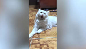 Amusing pet cat throws tantrums when confronted by owner
