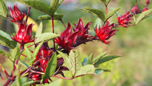 How to Plant and Grow Roselle