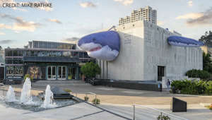 Shark tale! Toothy legends take over Houston Museum of Natural Science