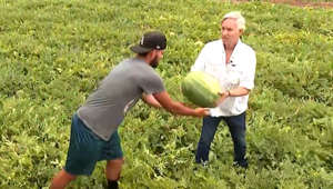 CNN reporter works on Florida farm completing jobs most American won’t do