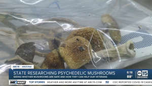 Arizona looks to possible health benefits of psychedelic mushrooms