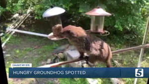 Caught My Eye: A hungry groundhog was spotted eating out of a birdfeeder