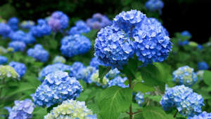 How to Propagate Hydrangea to Make Your Garden Even More Gorgeous
