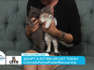 Adopt a Kitten Today! // Colorado Feline Foster Rescue