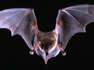 Rabid bat found in Salt Lake City