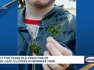 5-year-old boy finds pair of 5-leaf clovers in Henniker yard