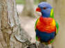 Beautiful Parrots Painting The Australian Skies Rainbow Colors