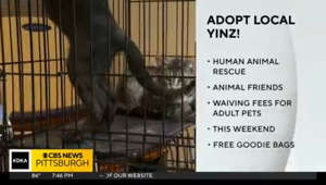 Animal Friends, Humane Animal Rescue of Pittsburgh waiving adoption fees this weekend