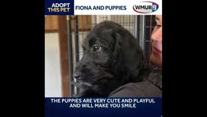 Fiona and her puppies need new homes
