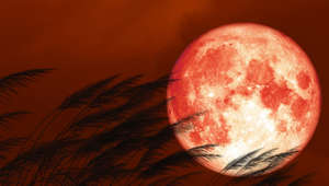 Stock image of a pink moon. The June full moon, known as the Strawberry Moon, is due to appear on June 3, and may appear slightly redder than usual due to its low position in the sky.