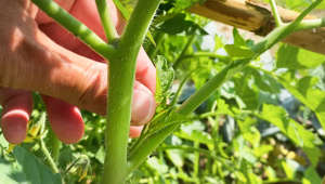 Für eine pralle Ernte: Darum sollten Sie ihre Tomatenpflanzen ausgeizen