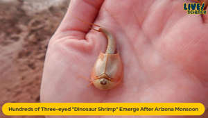 Hundreds of "Dinosaur Shrimp" Emerge After Arizona Monsoon