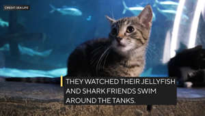 Kittens go on field trip to aquarium