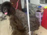 Shock As Groomer Shares Incredible Tibetan Mastiff Transformation