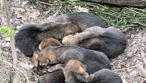 Bereit für ein Leben in der Wildnis: Großes Abenteuer für kleine Wolfswelpen