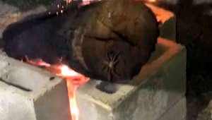 Taylor Boothby's video captures a spine-chilling scene as numerous spiders emerge from a burning log. The sight is both astonishing and terrifying, evoking an unexpected reaction. This scenario undoubtedly instills fear and unease, creating an experience that most individuals would prefer to avoid entirely.As the flames consume the log, the spiders scurry out, their presence multiplying exponentially. The video serves as a startling reminder of the diverse and often eerie phenomena that exist in the natural world. For arachnophobes and those with a general aversion to creepy crawlies, the sight is particularly distressing.Location: AustraliaWooGlobe Ref : WGA945812For licensing and to use this video, please email licensing@wooglobe.com