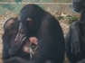 Adorable 3-Year-Old Chimpanzee Practices Motherhood