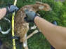 Fawn tangled up in net rescued