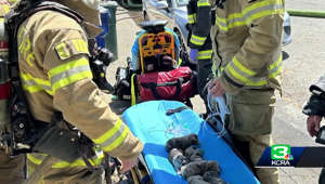 Dog and several puppies saved by quick thinking Sacramento Metro Fire fighters