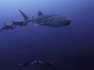Whale Shark, Manta Ray and Dolphins Swim Together