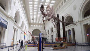 Spinosaurus makes debut at Chicago's Field Museum