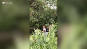 A man visiting Busch Gardens Tampa Bay in Florida, apparently jumped over two barriers that separate theme park guests from the alligator exhibit and mocks the people who ask him to get out for his safety.