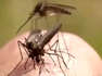 With warmer, wetter summer in forecast, some tips to combat mosquitos