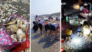 Harvest frenzy: Locals flock to beach overflowing with pricey oysters