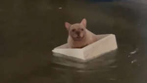 Überschwemmung nach Regenschauer: Französische Bulldogge sitzt in Styroporkiste fest