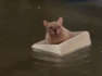 Überschwemmung nach Regenschauer: Französische Bulldogge sitzt in Styroporkiste fest