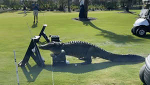 Large Alligator Takes Leisurely Stroll Through Florida Golf Course