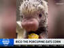 Video of cute porcupine eating corn going viral