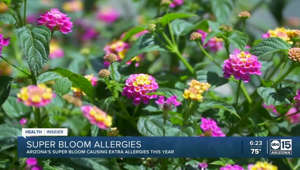 Health Insider: Super Bloom making allergies worse this year