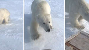 Persecución del oso polar: los motonieves escapan del ataque en un encuentro de infarto