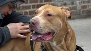 Justice for Jiggy: Animal rescue asks public to help find forever home for abandoned pit bull