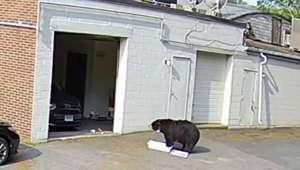 Bear breaks in and eats 60 cupcakes at Connecticut bakery