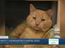 Paws for Pets: Tommie Boy, loves leading a life of leisure!