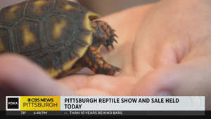 Pittsburgh Reptile Show held in Cheswick